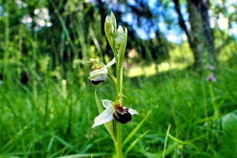 Bee Orchid. Stock Photos