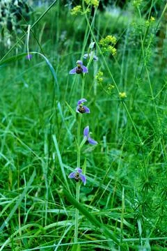Bee Orchid. Stock Photos