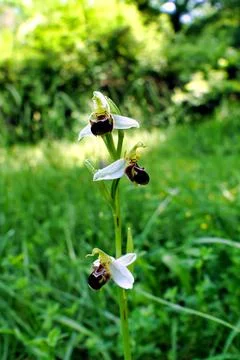Bee Orchid. Stock Photos