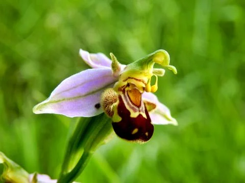 Bee Orchid. Stock Photos