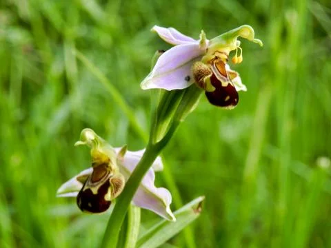 Bee Orchid. Stock Photos