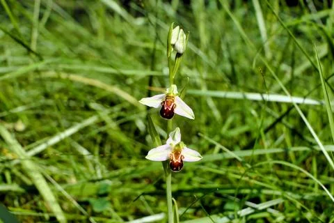 Bee Orchid. Stock Photos