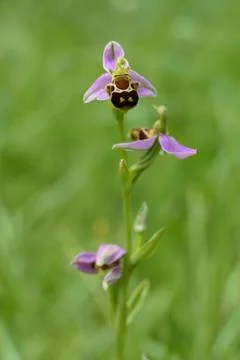 Bee Orchid. Stock Photos