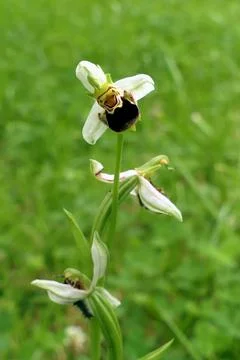 Bee Orchid. Stock Photos