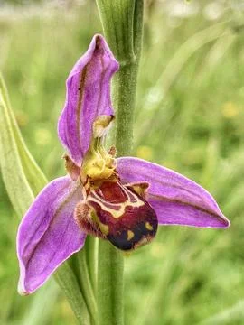 Bee Orchid 库存照片