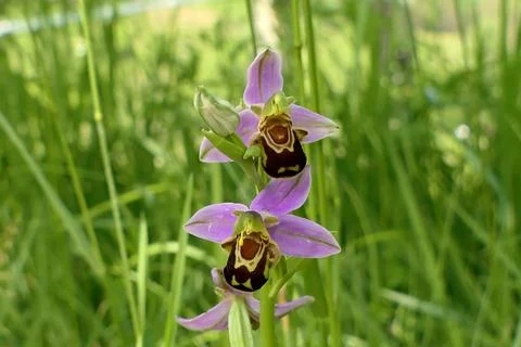 Bee Orchid. Stock Photos