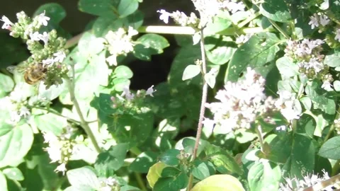 Bee on oregano flowers Video stock 340499245