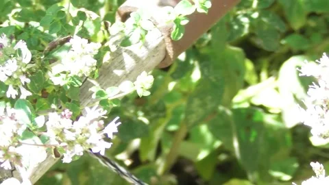 Bee on the oregano, following Video stock 340500572