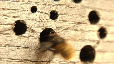Bee (Osmia, mason bee), nesting aid, Insect hotel Stock Footage 128694352