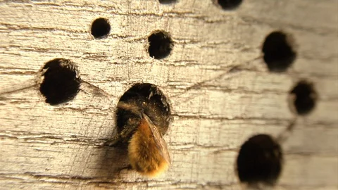 Bee (Osmia, mason bee), nesting aid, Insect hotel (edit) Stock Footage 128694365
