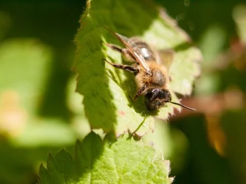 A bee outside resting upon a leaf in the spring day time Stock Photos