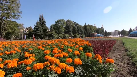 A bee over a flower in a city park on a sunny day. Stock Footage 141135479