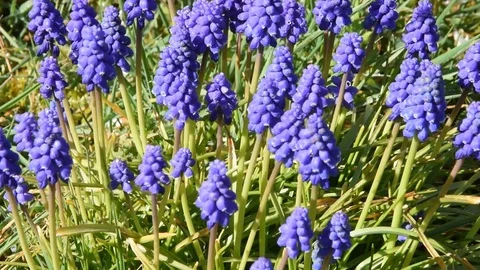 Bee over flowers Stock Footage 73375557