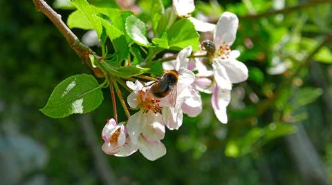 Bee over the white flower Stock Photos
