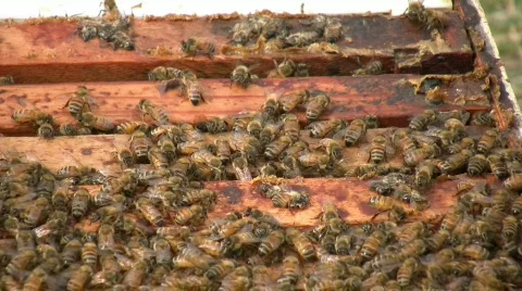 Bee Pan Stock Footage 484331