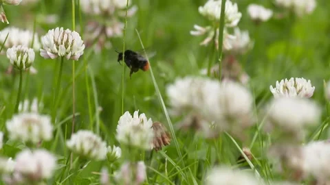 Bee Pan Video stock 156906318