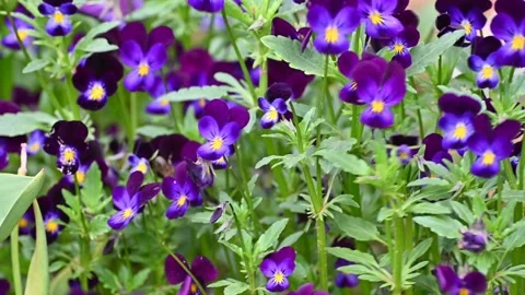 Bee on pansies in windy weather. Stock Footage 131420832