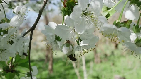 Bee paradise, the magic of forest flowers 動画素材 278717450