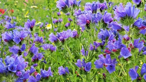 Bee Pasture in Bloom Video stock 318552002