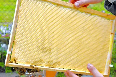 Bee pattern Stock Photos