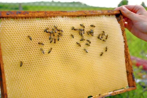 Bee pattern Stock Photos