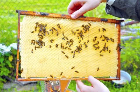 Bee pattern Stock Photos