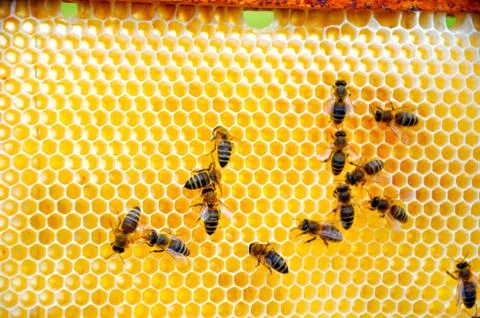 Bee pattern Stock Photos