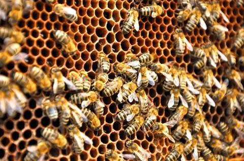 Bee pattern Stock Photos