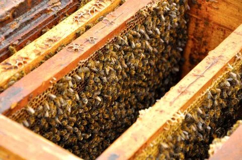 Bee pattern Stock Photos