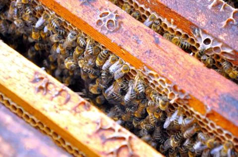 Bee pattern Stock Photos