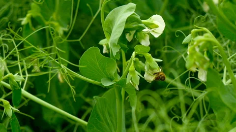 Bee on pea flower. Stock Footage 64953886