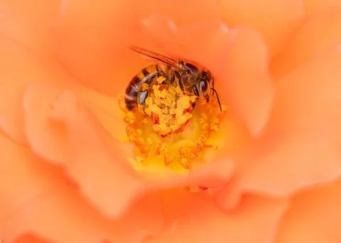 Bee On Peach Colored Rose 写真素材