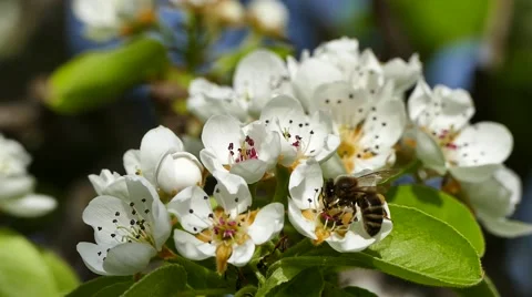 Bee on peach flower Stock Footage 62258669