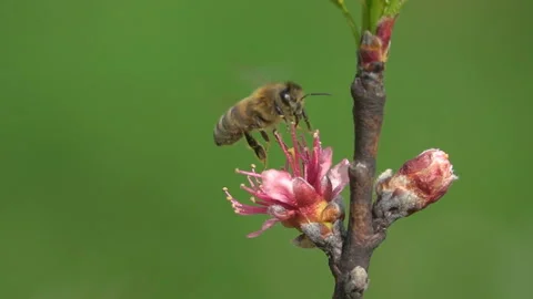 Bee on peach flower. Stock Footage 156201207