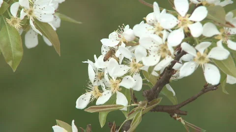 Bee on pear blossoms Stock Footage 517825