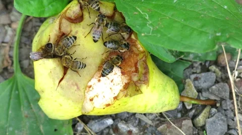 Bee on pear Stock Footage 67207779