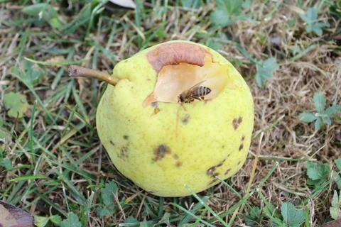 Bee on a pear Stock Photos