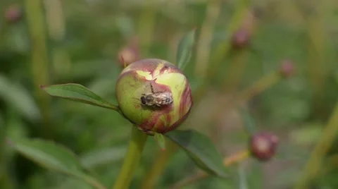 Bee on a peony flower bud Stock Footage 56411238