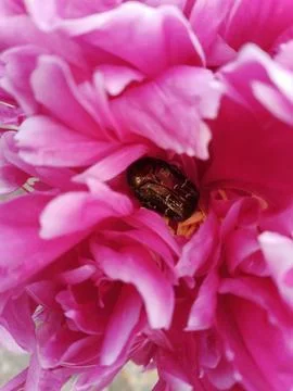 Bee on a peony Stockfoto's
