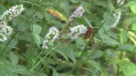 Bee on peppermint flower 스톡 동영상 10683125