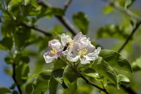 Bee perched on apple tree flower Stock Photos