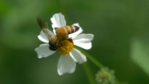 Bee Perched on Delicate White Flower in Nature Up Close 動画素材 347871290