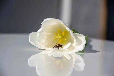 A bee is perched on a delicate white flower, highlighting nature's beauty und Stock Photos