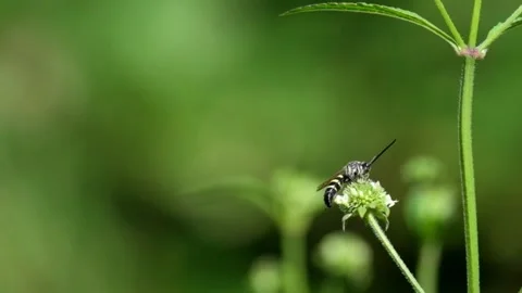 Bee perched on a flower collecting pollen Stock Footage 320979993