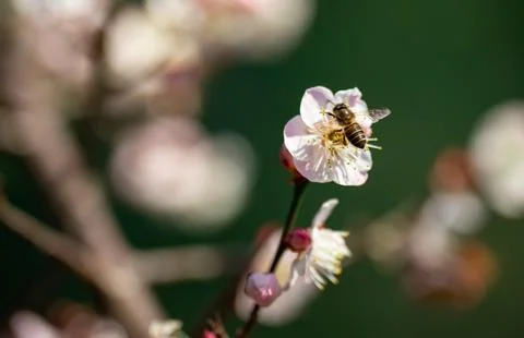 A bee is perched on a flower. Photos