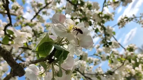 Bee perched on a flowering apple tree branch, on a background of blue sky Stock-Footage 194437686