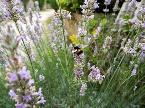 A bee perched on flowers Stock Photos