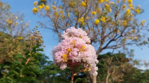 A bee is perched on a pink flower Stock Footage 288183770