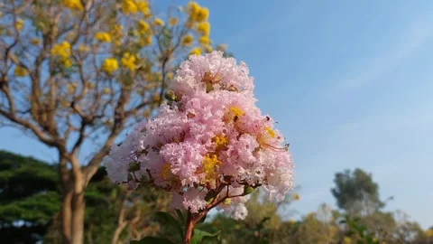 A bee is perched on a pink flower to suck nectar Stock Footage 288183807