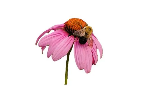 Bee perched on pink petals and central cone, actively collecting nectar and.. Stock Illustration